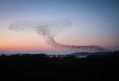 Starlings flying in the sky resemble the effect of cloud moisture on an LTE network.